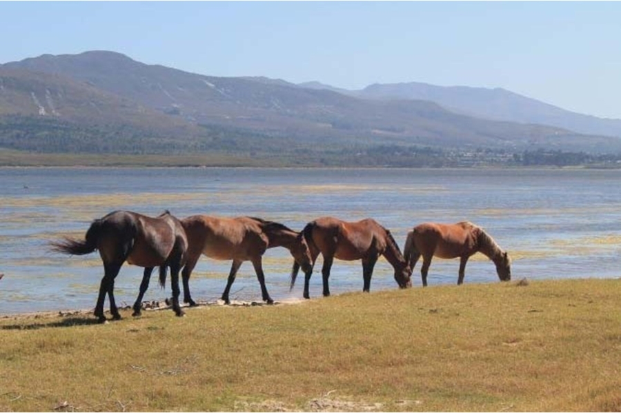 0 Bedroom Property for Sale in Fisherhaven Western Cape